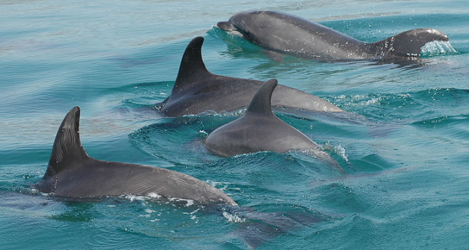 Delfine beobachten